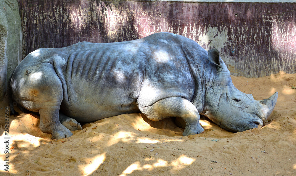 Very Old Southern White Rhinoceros Resting Very Old Southern White Rhinoceros Resting