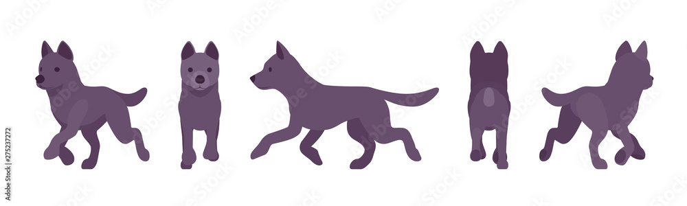 Black dog running. Medium size compact pet, family companion for active fun, home guarding, farm security, cute agile breed. Vector flat style cartoon illustration, white background, different views