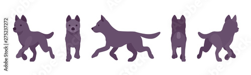 Black dog running. Medium size compact pet, family companion for active fun, home guarding, farm security, cute agile breed. Vector flat style cartoon illustration, white background, different views
