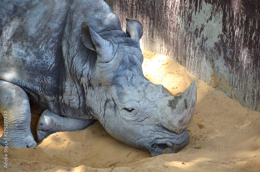 Very Old Southern White Rhinoceros Resting Very Old Southern White Rhinoceros Resting