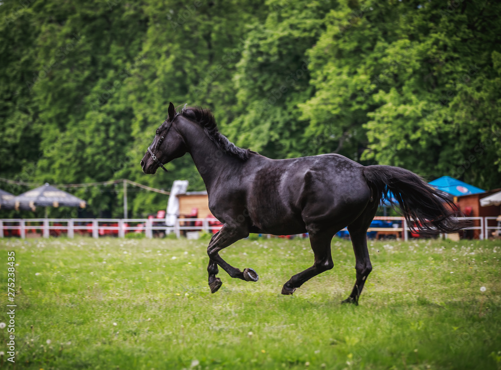 Black horse running around the huge grass pens