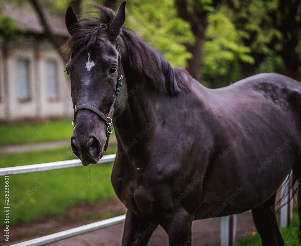 Fototapeta premium Black horse running around the huge grass pens