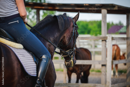 Horse under the rider during training