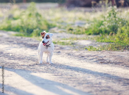 Jack Russell Terrier walks in the field on the grass.