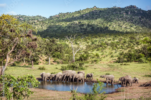 African bush elephant in Kruger National park, South Africa photo