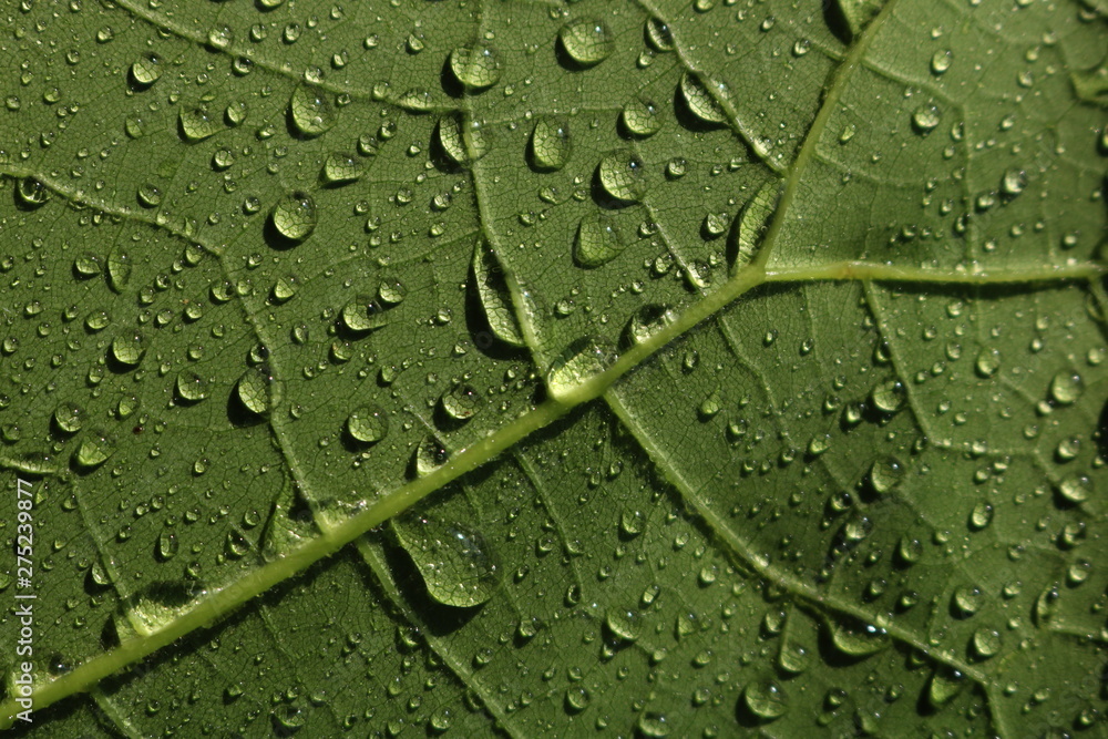Fototapeta premium Closed up green leaf with rain drop
