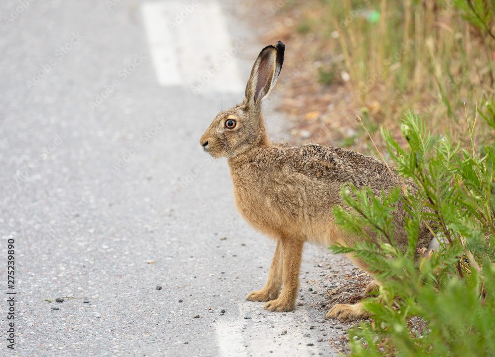 Obraz premium A small hare sitting at the roadside.