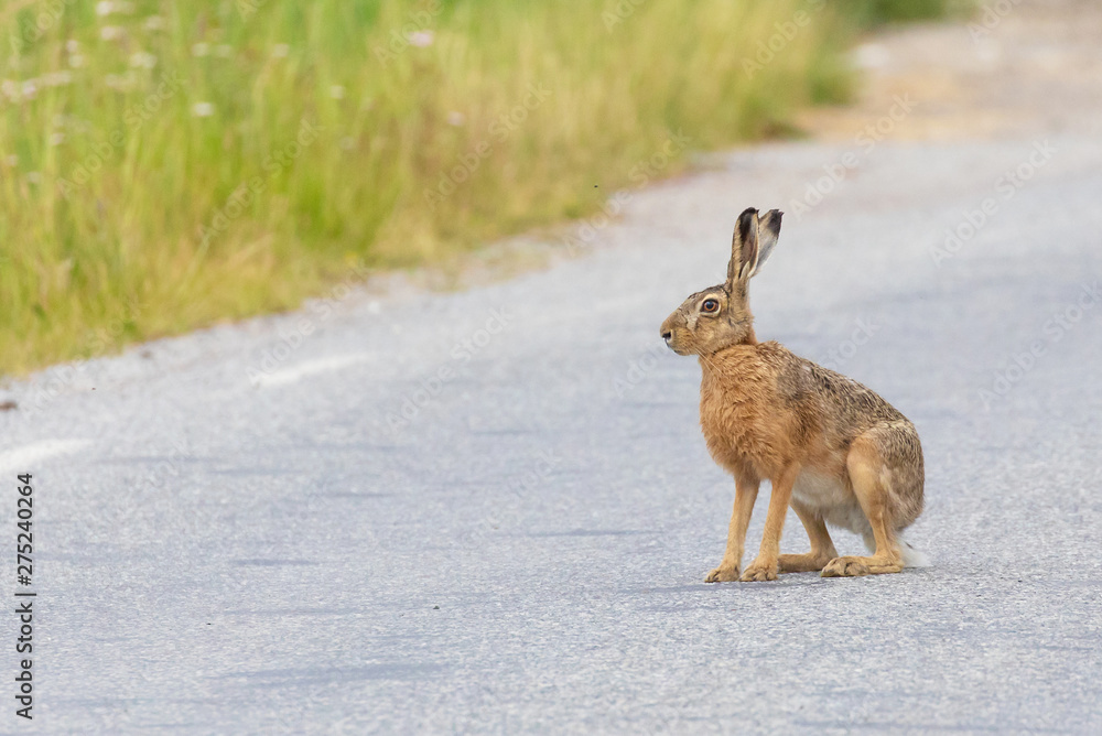 Fototapeta premium A small hare sitting at the roadside.