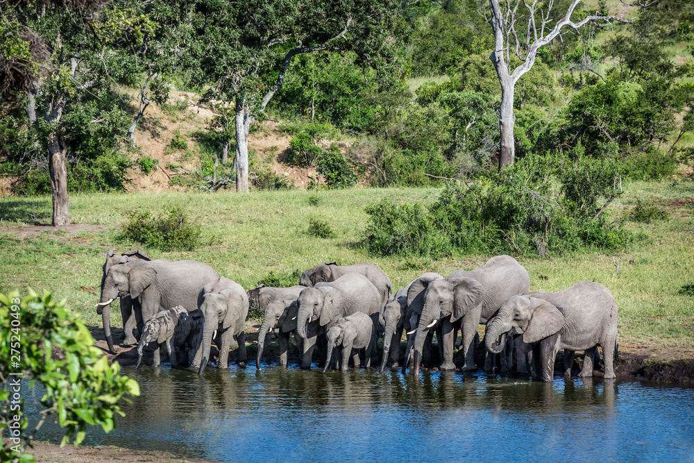 Fototapeta premium African bush elephant in Kruger National park, South Africa