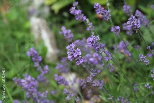 Lavandula commonly lavender in my organic garden, beautiful flower