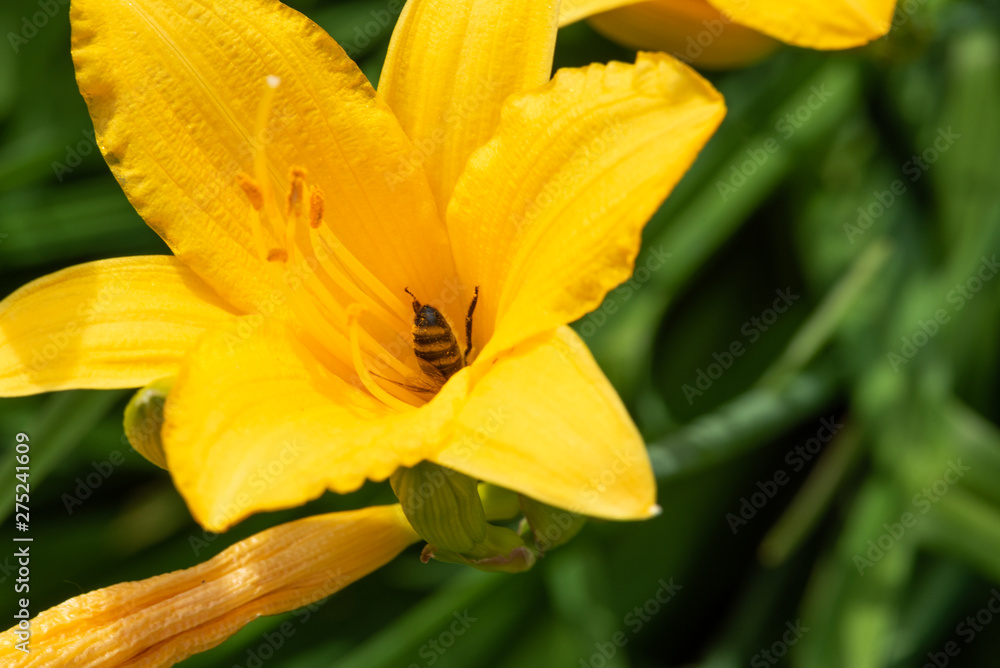 Bee pollinates a yellow iris. Summer. Close-up. Macro Photography.. Bee pollinates a yellow iris. Summer. Close-up. Macro Photography..