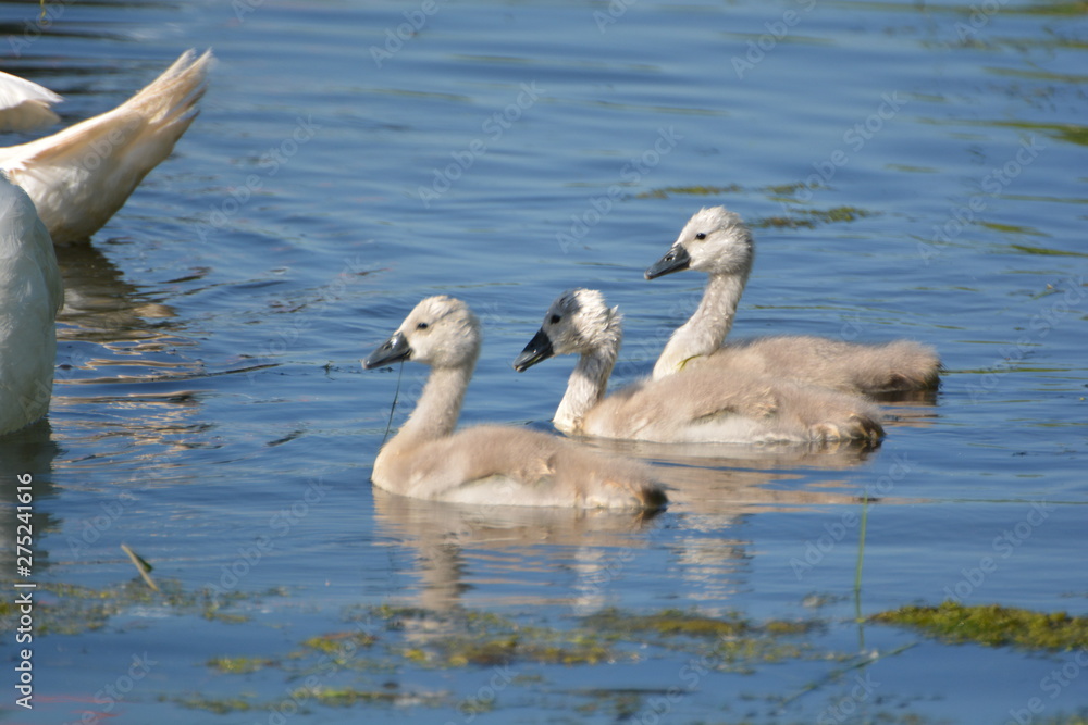 Schwanfamilie