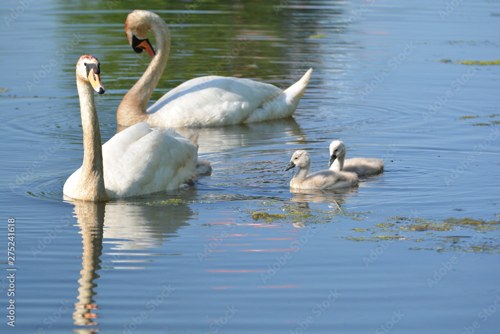 Fototapeta premium Schwanfamilie
