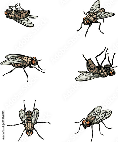 fly, insect, various poses, movements and foreshortenings of figures, black, color