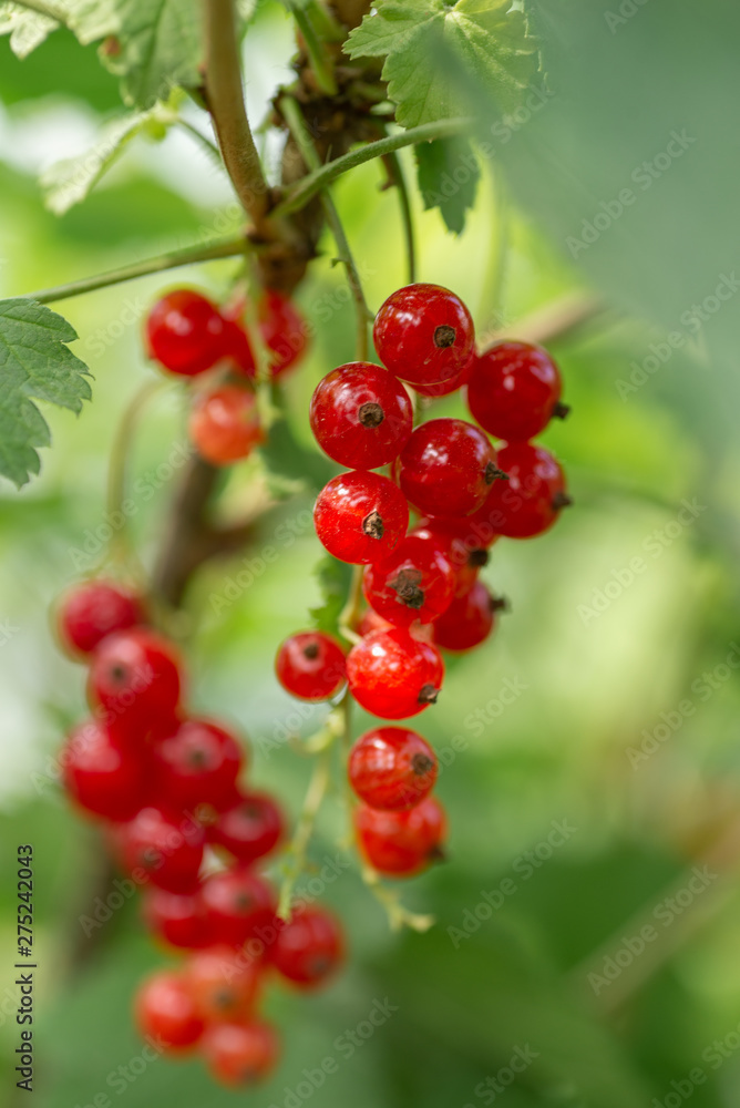 Bunch of red currants, berries on a branch close-up