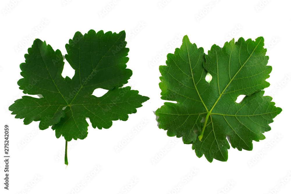 two grape leaves isolated on white background, top and bottom side of leaf two grape leaves isolated on white background, top and bottom side of leaf