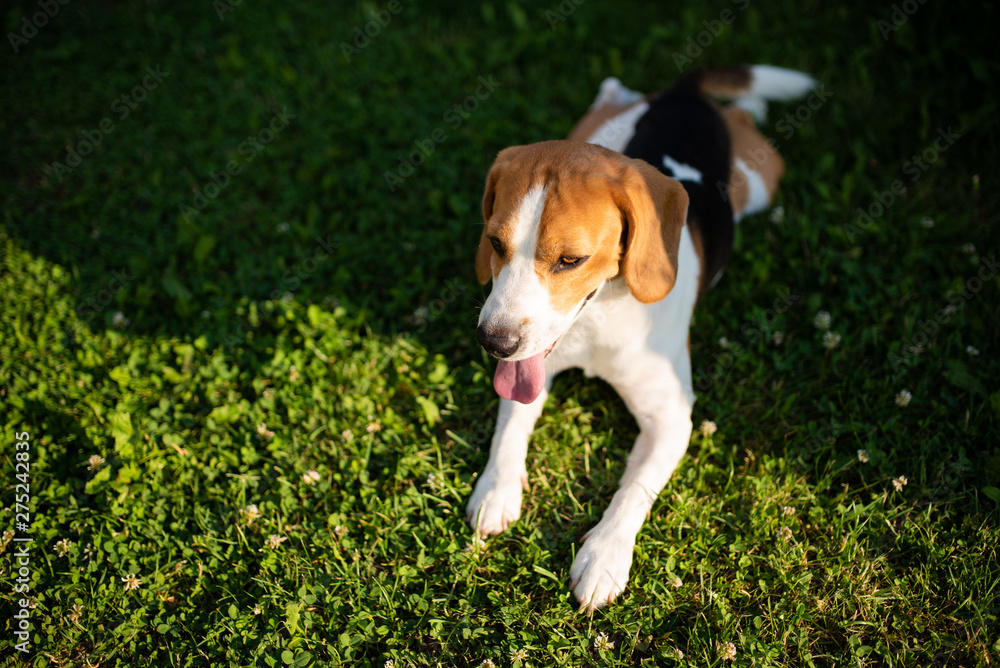 Beagle dog resting on green grass in garden. Beagle dog resting on green grass in garden.