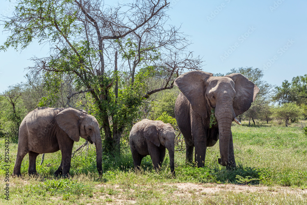 African bush elephant in Kruger National park, South Africa