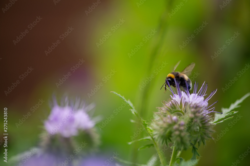 Biene Insekt Hummel Biene Insekt Hummel
