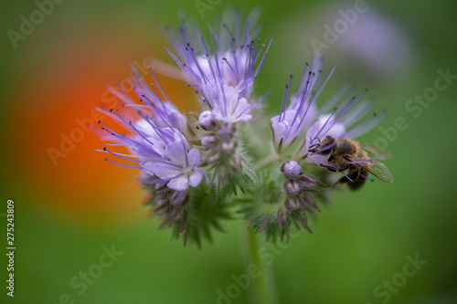 Biene Hummel Insekt