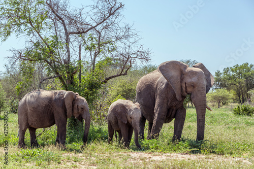 African bush elephant in Kruger National park  South Africa