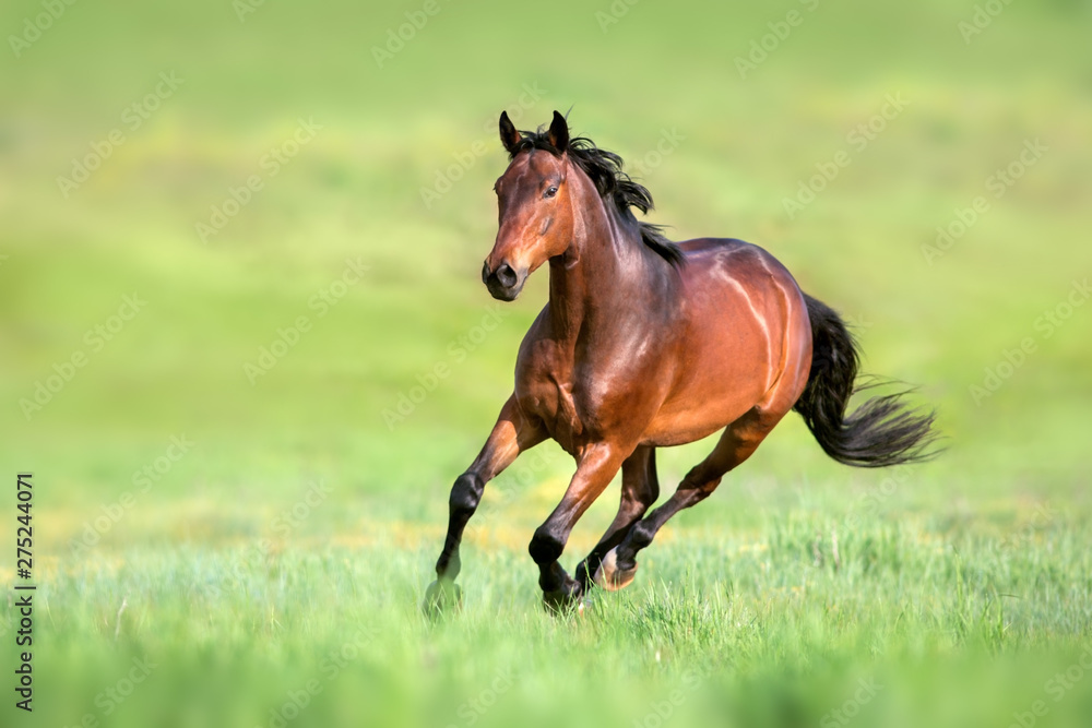 Obraz Podpalany koń w ruchu dalej na zielonej trawie