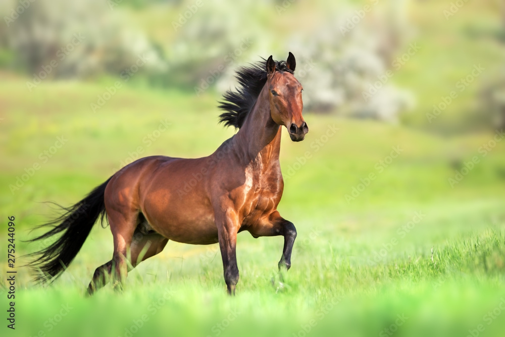 Bay horse in motion on on green grass Bay horse in motion on on green grass