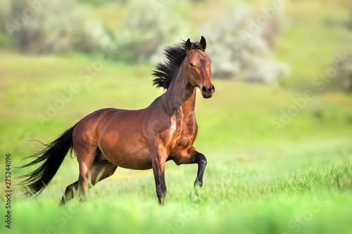 Bay horse in motion on on green grass © callipso88