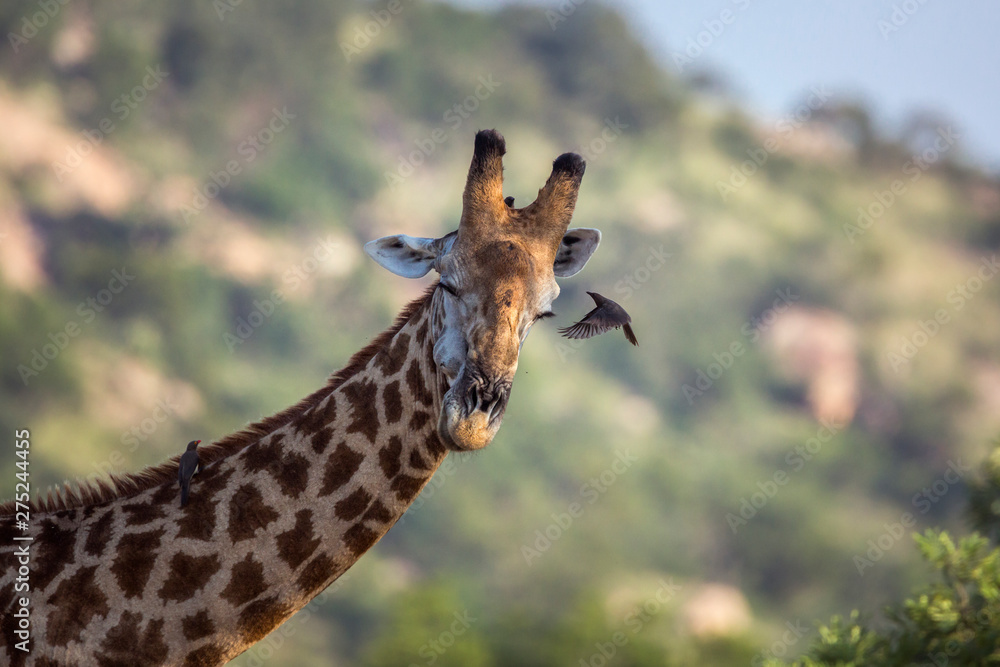 Obraz premium Giraffe in Kruger National park, South Africa