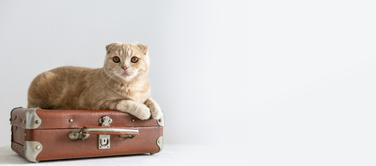 Cute flap-eared cat on the vintage suitcase. Travel, vacation concept, hotel for animals banner. Copy space.