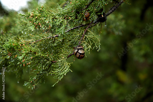 Green Spruce Trees With Berries..