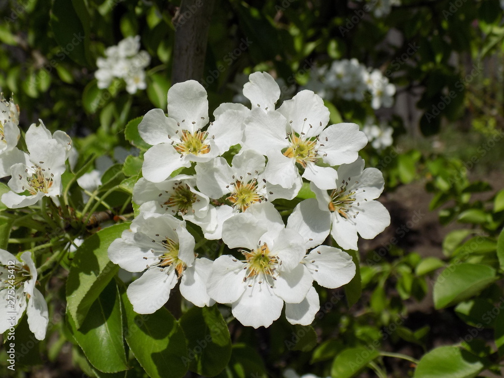 It's spring. Lush blooms spring garden. Clear sunny day. Luxuriously blooming fruit trees. Blooms Garden pear. Armfuls of white flowers on the branches. It's spring. Lush blooms spring garden. Clear sunny day. Luxuriously blooming fruit trees. Blooms Garden pear. Armfuls of white flowers on the branches.