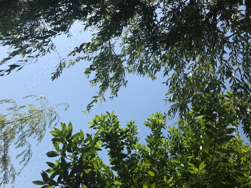 green leaves and blue sky