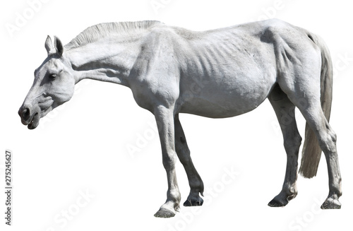 An old white horse grazes in a meadow in early spring. Isolated horse. Bony nag.