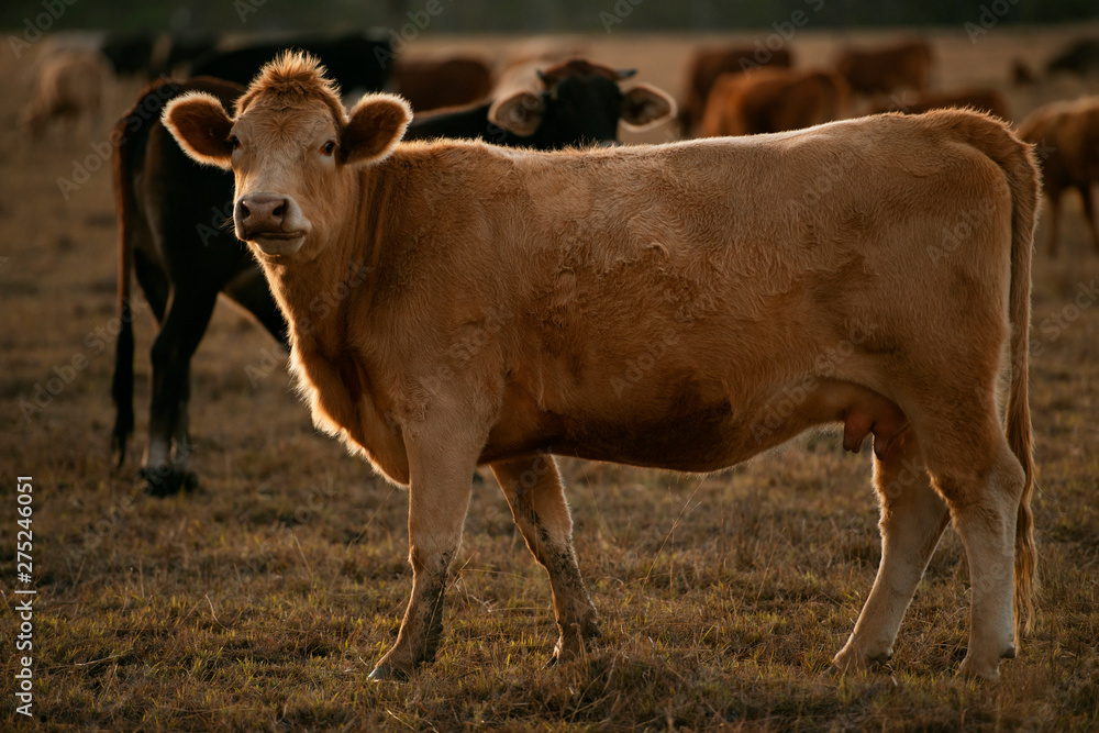 Group of bulls and cows. Group of bulls and cows.