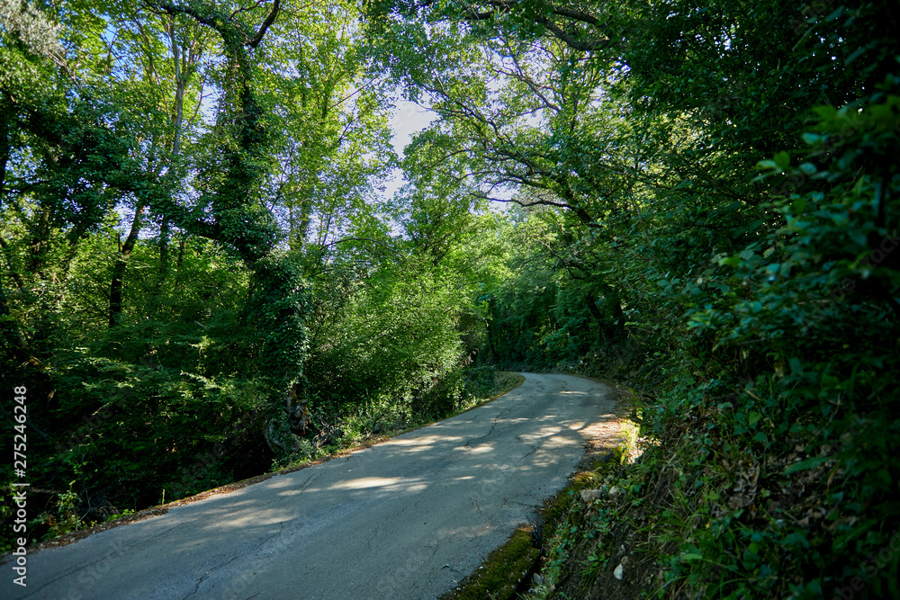 Fototapeta premium nice park in the Montenegro