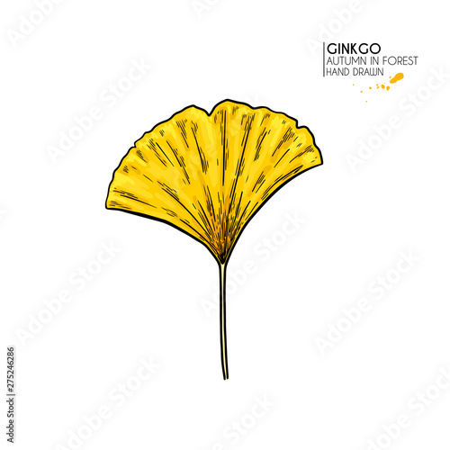 Hand drawn autumn leaves. Vector isolated colorful icon of ginkgo biloba tree leaf. Fall forest folliage. Park seasonal colored plants. Wedding decorations, greeting card design inviatation.
