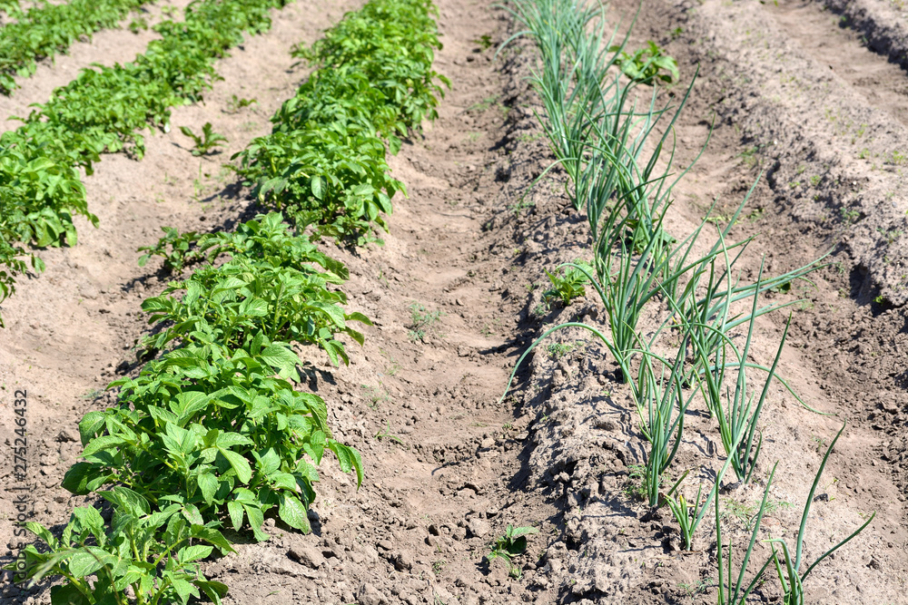 Garden beds with young growing potatoes and onions. Growing vegetables