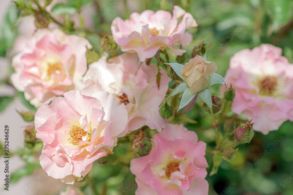 Obraz premium ピンク色のばら