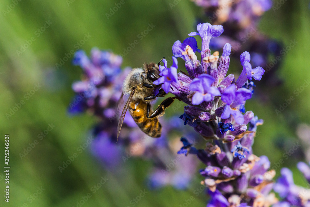 campi di lavanda campi di lavanda