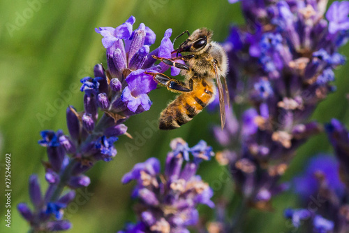 campi di lavanda