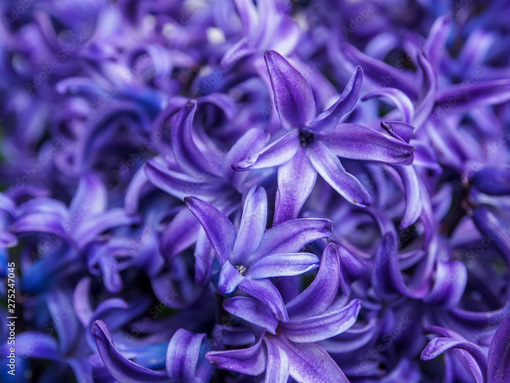  Macro of a purple hyacinth flower