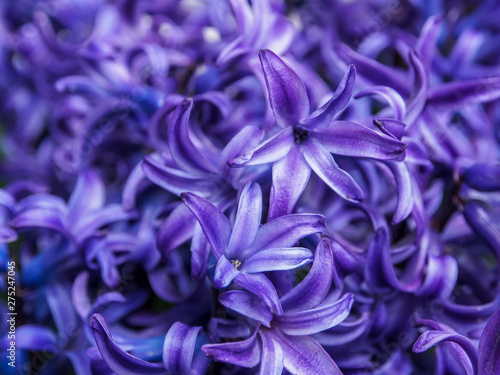 Wallpaper Mural  Macro of a purple hyacinth flower Torontodigital.ca
