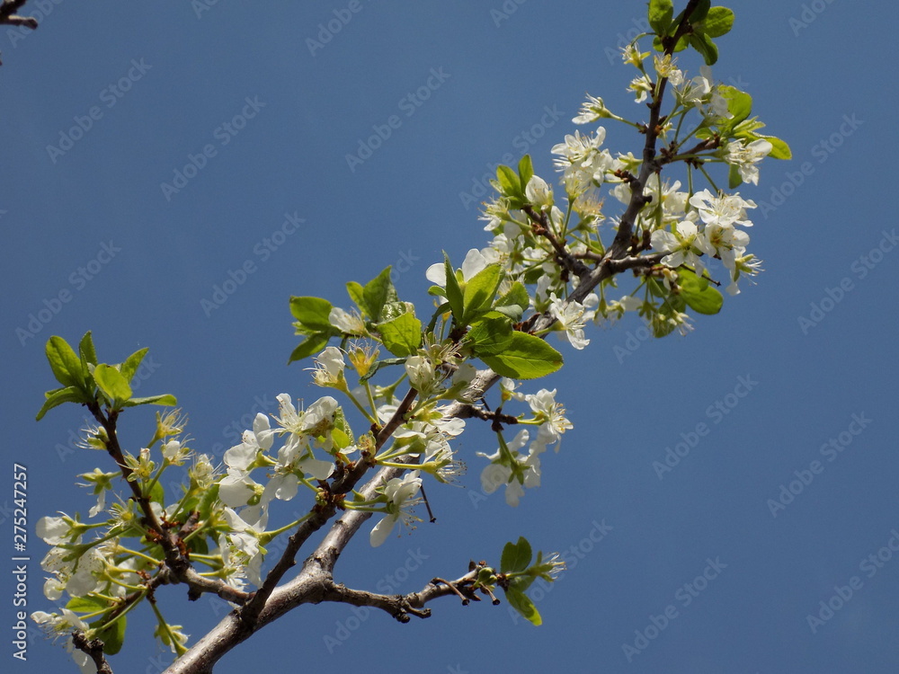 It's spring. Lush blooms spring garden. Clear sunny day. Bright blue sky. Luxuriously blooming fruit trees. Cherry blossoms. Armfuls of white flowers on the branches. It's spring. Lush blooms spring garden. Clear sunny day. Bright blue sky. Luxuriously blooming fruit trees. Cherry blossoms. Armfuls of white flowers on the branches.