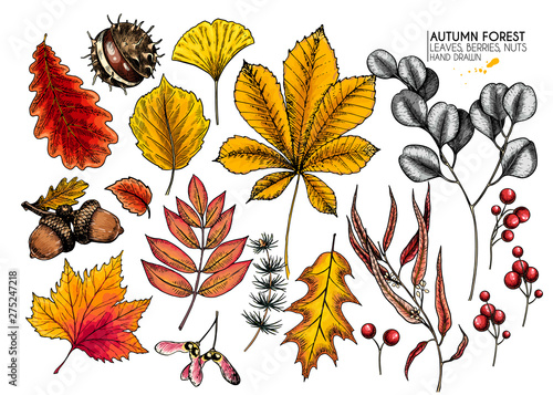 Hand drawn autumn leaves. Vector isolated colorful icons of tree leaf. Fall forest folliage. Maple, oak, chestnut, birch, acorn, ginkgo biloba, eucalyptus, willow, guelder rose, pine.