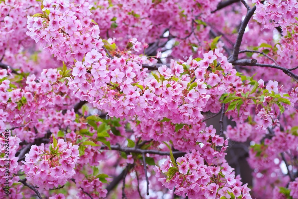 Kawazu cherry blossoms : full blooming Kawazu cherry blossoms : full blooming