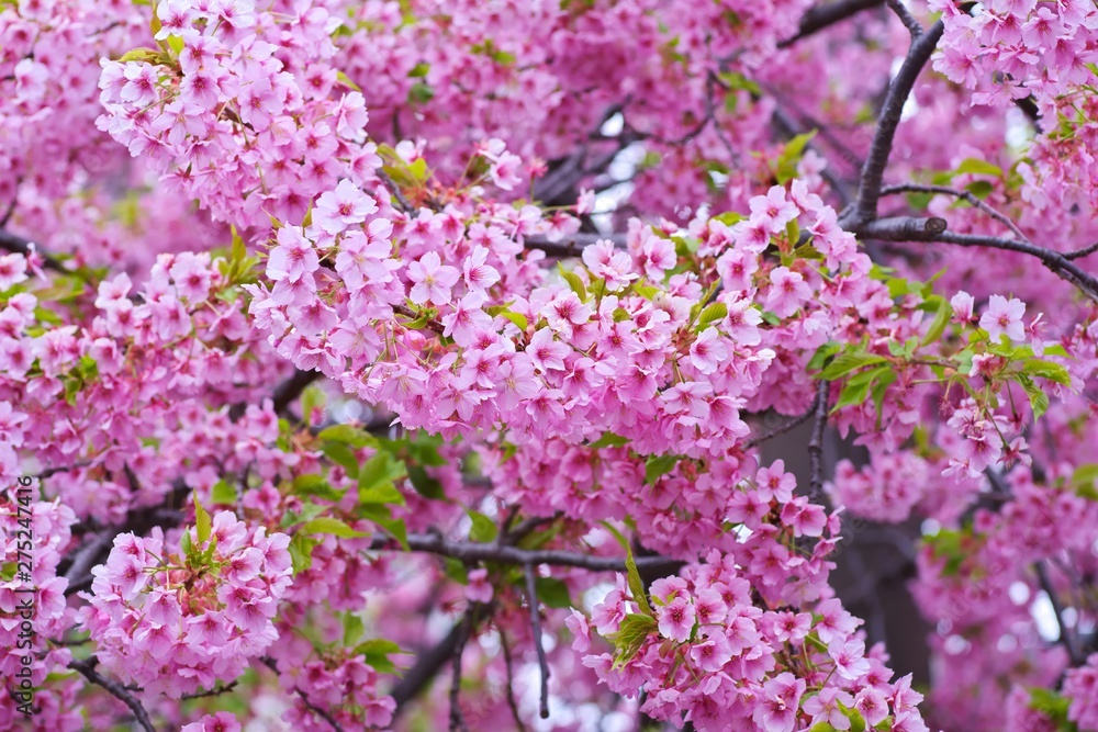 Kawazu cherry blossoms : full blooming