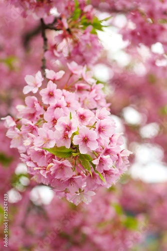 Kawazu cherry blossoms : full blooming