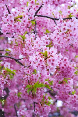 Kawazu cherry blossoms   full blooming