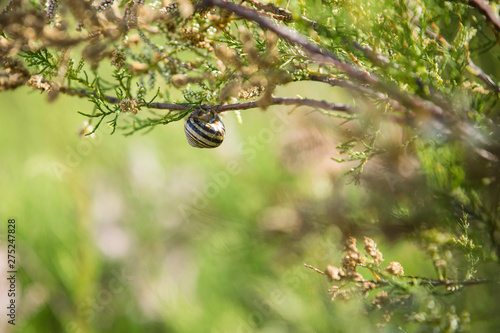 Garden Snail latching onto a tree branch, isolated against a soft green background